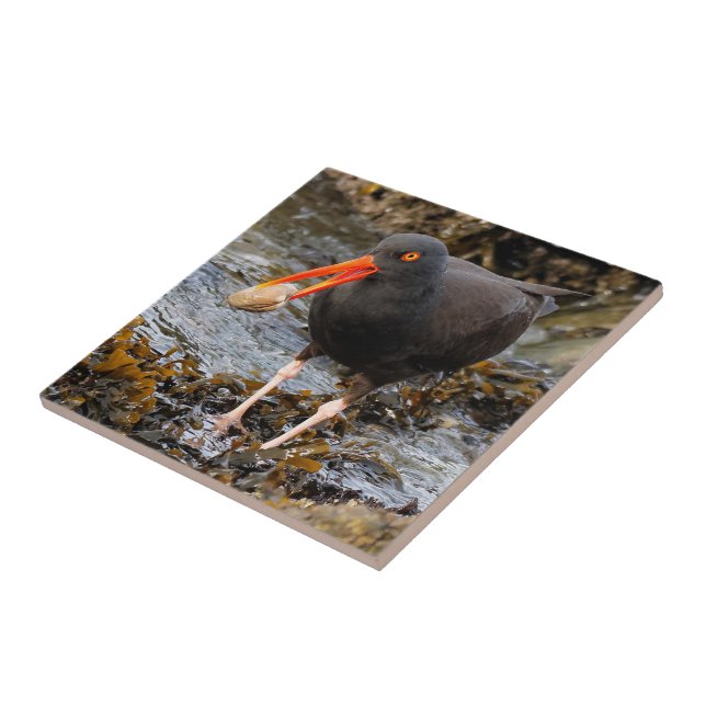 Carreau Etonnant Oystercatcher noir avec Clam (Côté)