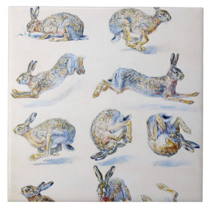 Carreau Études sur le lièvre sauvage (lapin), Bruno Liljef
