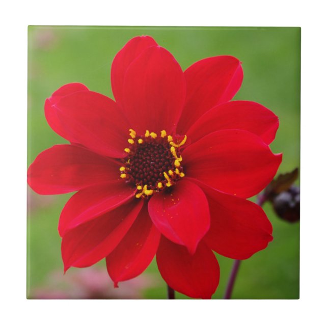 Carreau Évêque de dahlia de Llandaff (Devant)