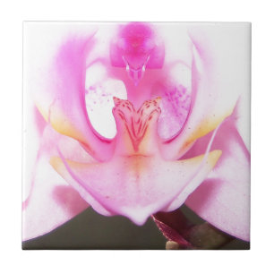 Carreau extrême haut de l'intérieur d'une fleur d'orchidée