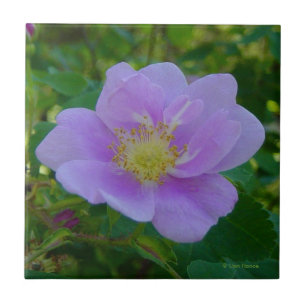 Carreau F37 Rose sauvage
