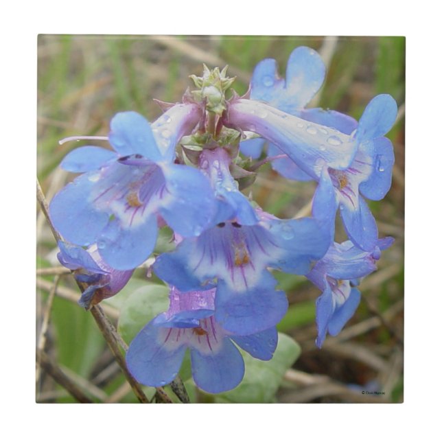 Carreau F3 Fleurs sauvages bleues Penstemon grêle (Devant)