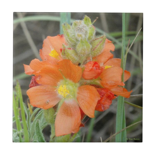 Carreau F40 Fleurs sauvages orange Mallow (Devant)