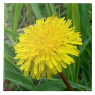 Carreau F45 Dandelion "Taraxacum officinale"
