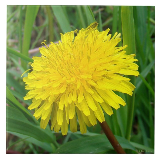 Carreau F45 Dandelion "Taraxacum officinale" (Devant)