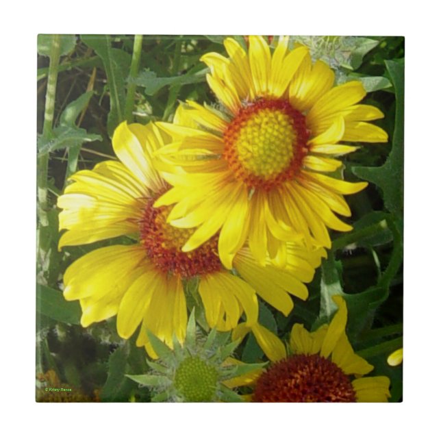 Carreau F6 Fleurs sauvages jaunes Gaillardia (Devant)