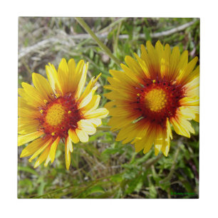 Carreau F8 Fleurs sauvages jaunes Gaillardia