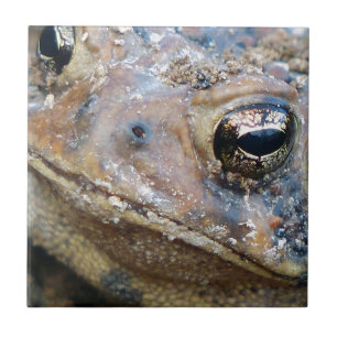 Carreau Face de crapaud