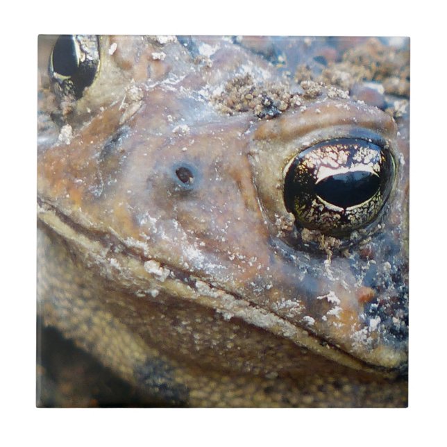 Carreau Face de crapaud (Devant)
