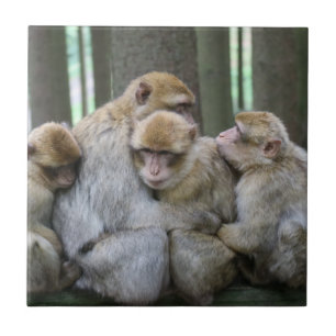 Carreau Famille Cute Ape Photo Hug