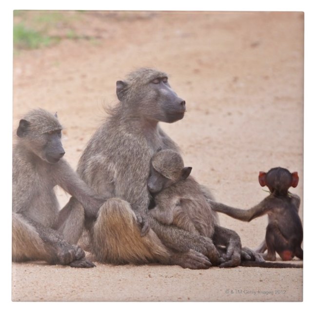 Carreau Famille de babouin se reposant sur la terre (Devant)