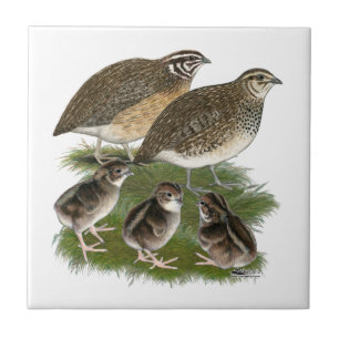 Carreau Famille de Cailles Coturnix