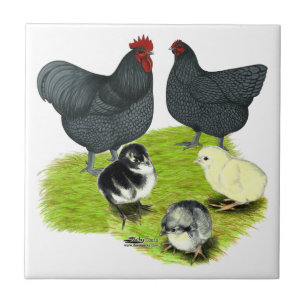 Carreau Famille de poules Orpington bleues