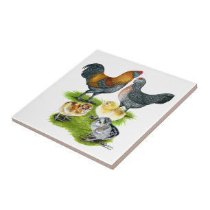 Carreau Famille de poulets Ameraucana