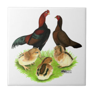 Carreau Famille de poulets Aseel Black Red