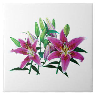 Carreau Famille Stargazer Lily