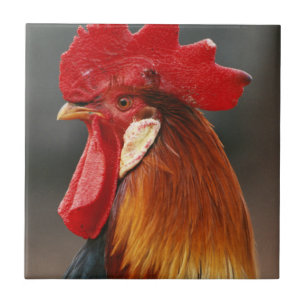 Carreau Farmyard Domestic