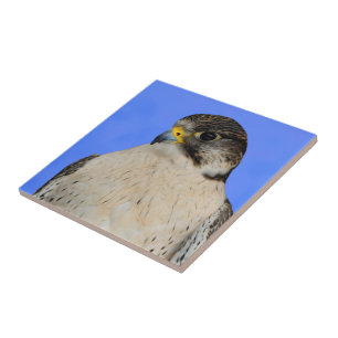 Carreau Faucon hybride Saker Gyrfalcon