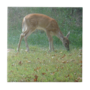 Carreau faun, cerf-bébé au lac Arrowhead