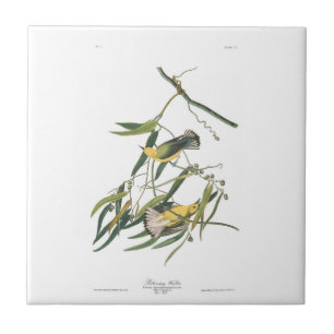 Carreau Fauvette de Prothonotary du plat 3 d'Audubon