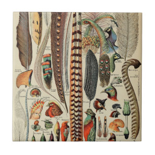 Carreau Feather Bird Wildlife Plumes d'antiquités