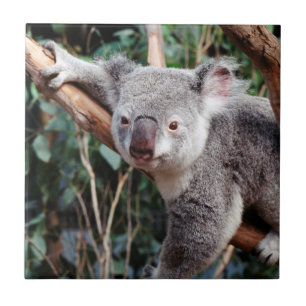 Carreau Featherdale Wildlife Park, Koala Bears