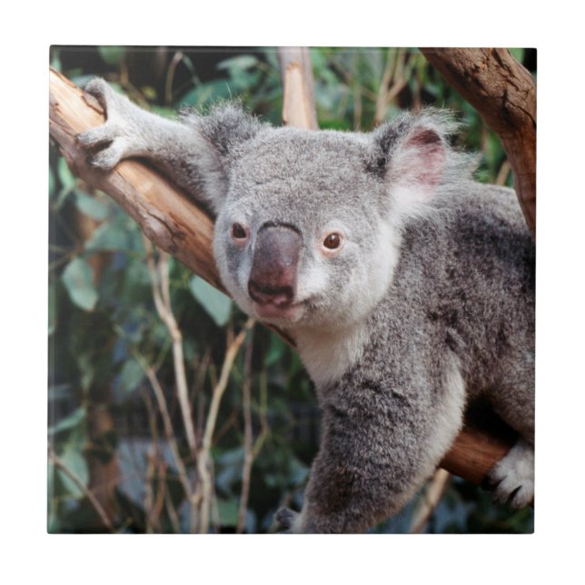 Carreau Featherdale Wildlife Park, Koala Bears (Devant)