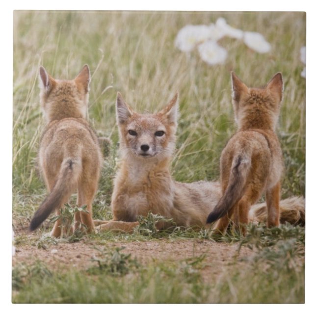 Carreau Femelle du renard véloce (Vulpes velox) jeune à (Devant)
