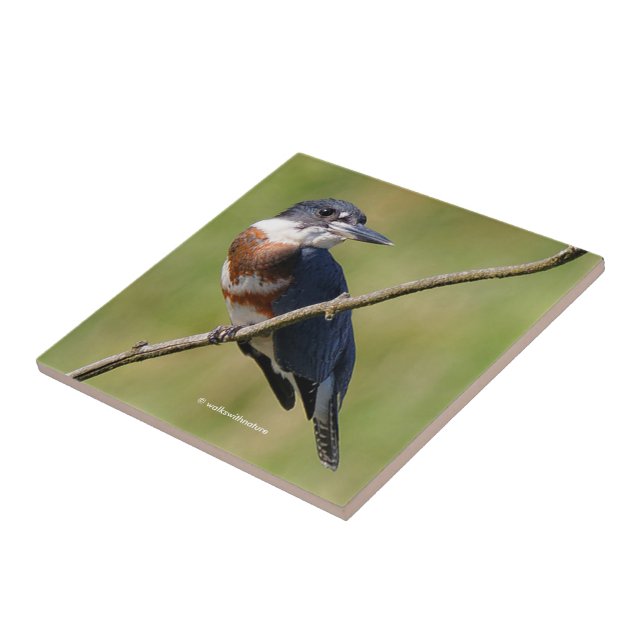 Carreau Femme Belted Kingfisher dehors sur un membre (Côté)