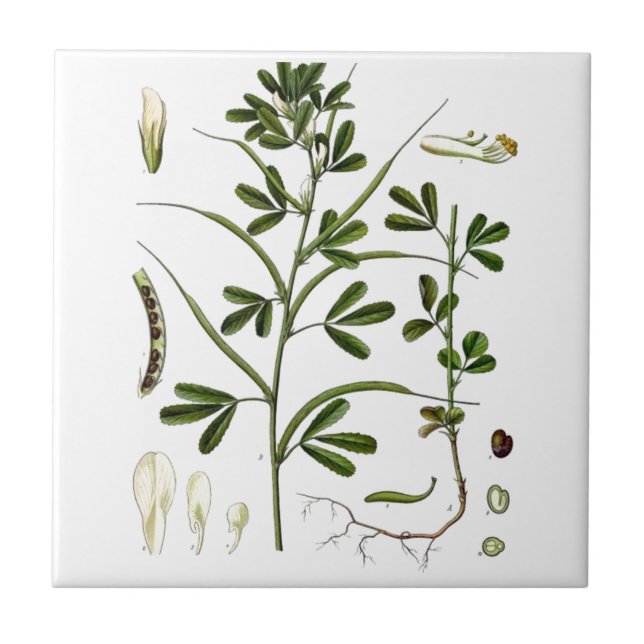 Carreau Fenugrec (Devant)