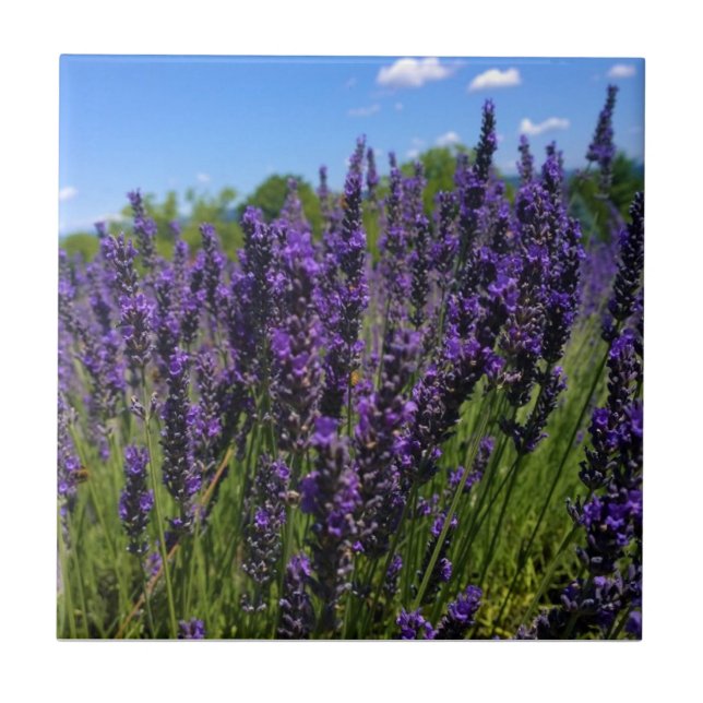Carreau Ferme de Lavender (Devant)