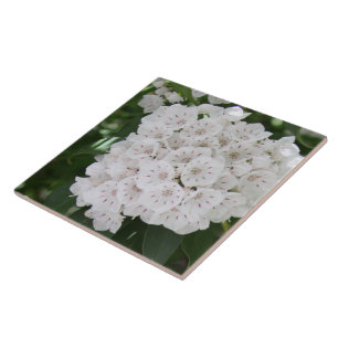 Carreau Fermer les fleurs du laurier blanc