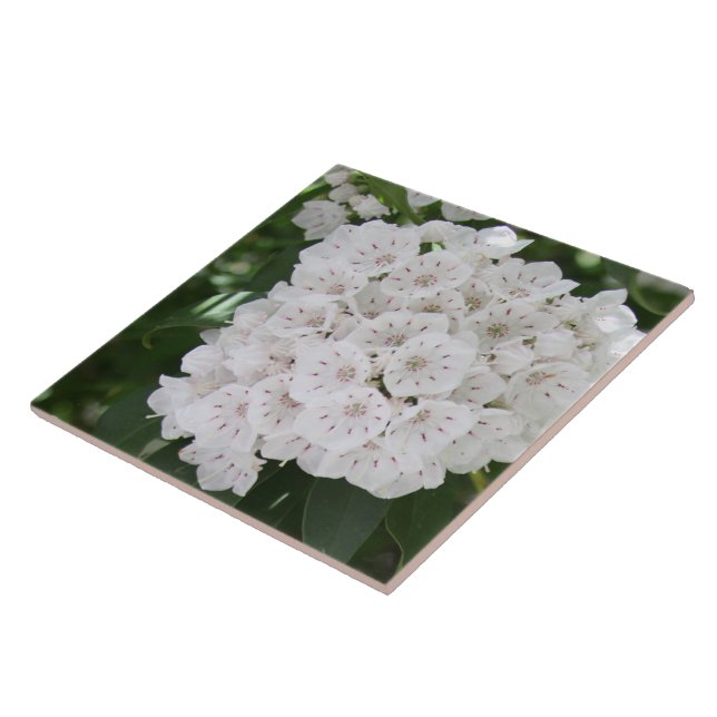 Carreau Fermer les fleurs du laurier blanc (Côté)