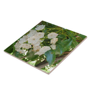Carreau Fermer White Mountain Laurel