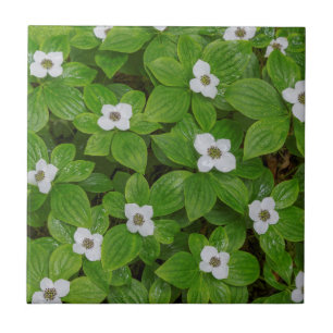 Carreau Fermeture de la myrtille aux fleurs blanches