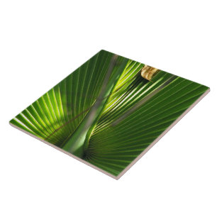 Carreau Fermeture photo de la scie Palmetto