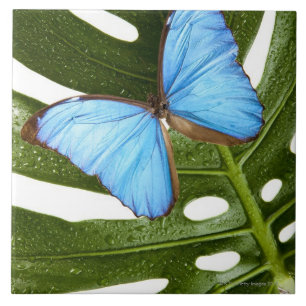Carreau Fermez-vous d'un papillon bleu de Morpho sur une