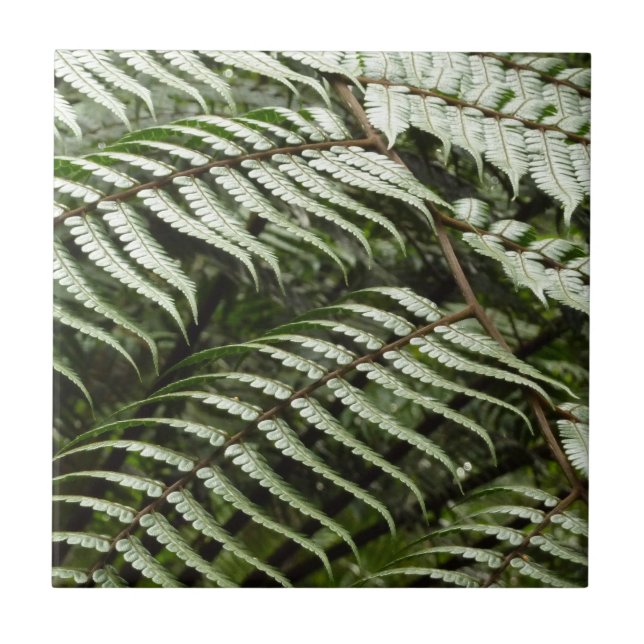 Carreau Fern Fronds II Dark Green Nature (Devant)