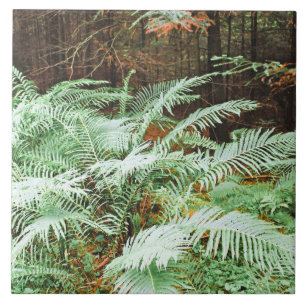 Carreau Fern Tropical Green Feuille Plante Forêt forestier