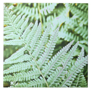 Carreau Fern Tropical Green Feuille Plante Forêt forestier