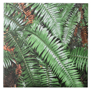 Carreau Fern Tropical Green Feuille Plante Forêt forestier