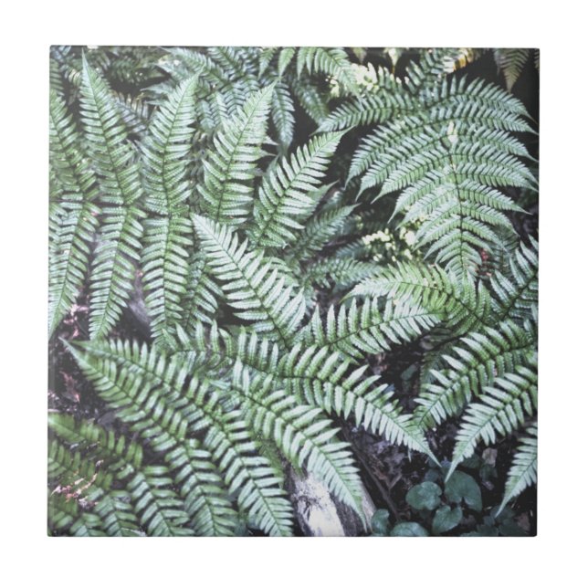 Carreau Fern Tropical Green Feuille Plante Forêt forestier (Devant)