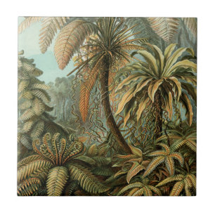 Carreau Ferns Palm Tree Antiquité Botanique Ferns Art