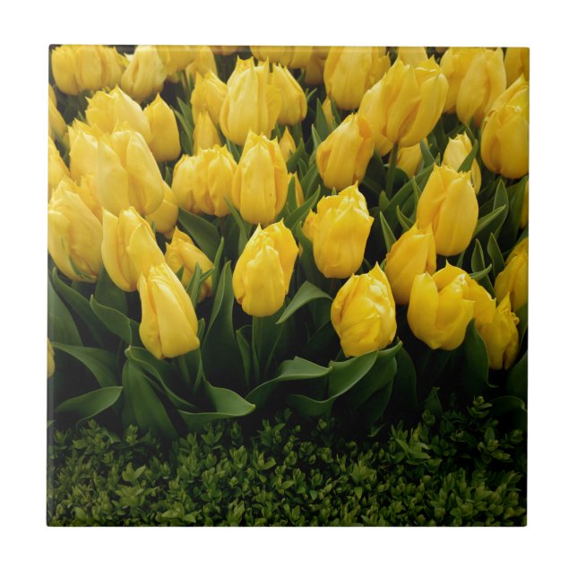 Carreau Festival de tulipe - tuile 27 (Devant)