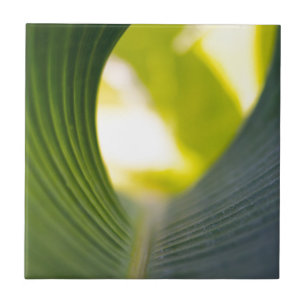 Carreau Feuille banane