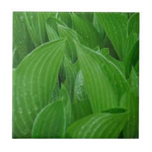 Carreau Feuille de Hosta avec la tuile de gouttes de pluie