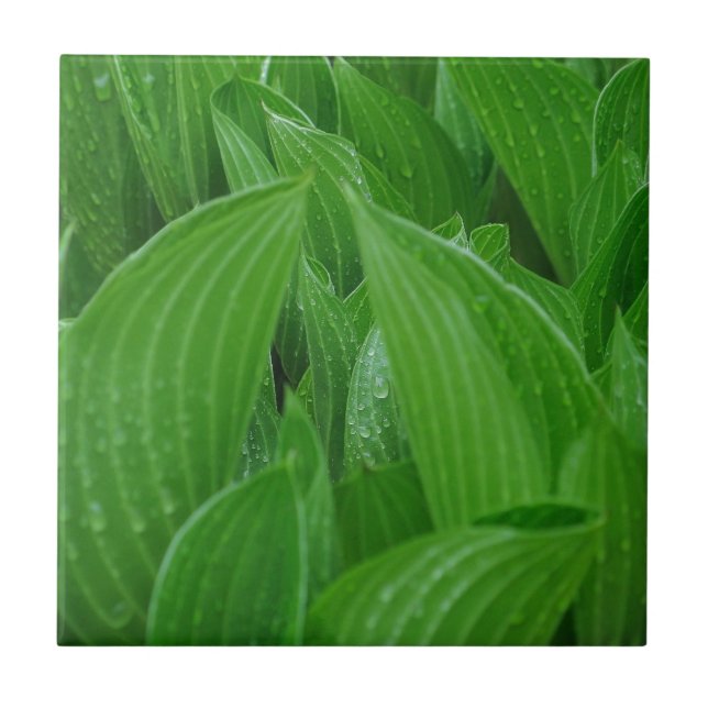 Carreau Feuille de Hosta avec la tuile de gouttes de pluie (Devant)