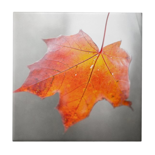 Carreau Feuille d'érable rouge - Automne mystique (Devant)