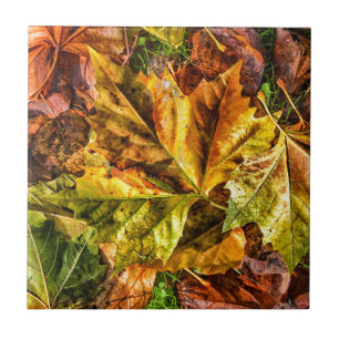 Carreau Feuilles d'automne