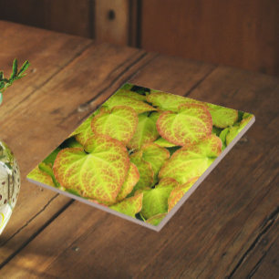Carreau Feuilles de plante Barrenwort colorées Floral